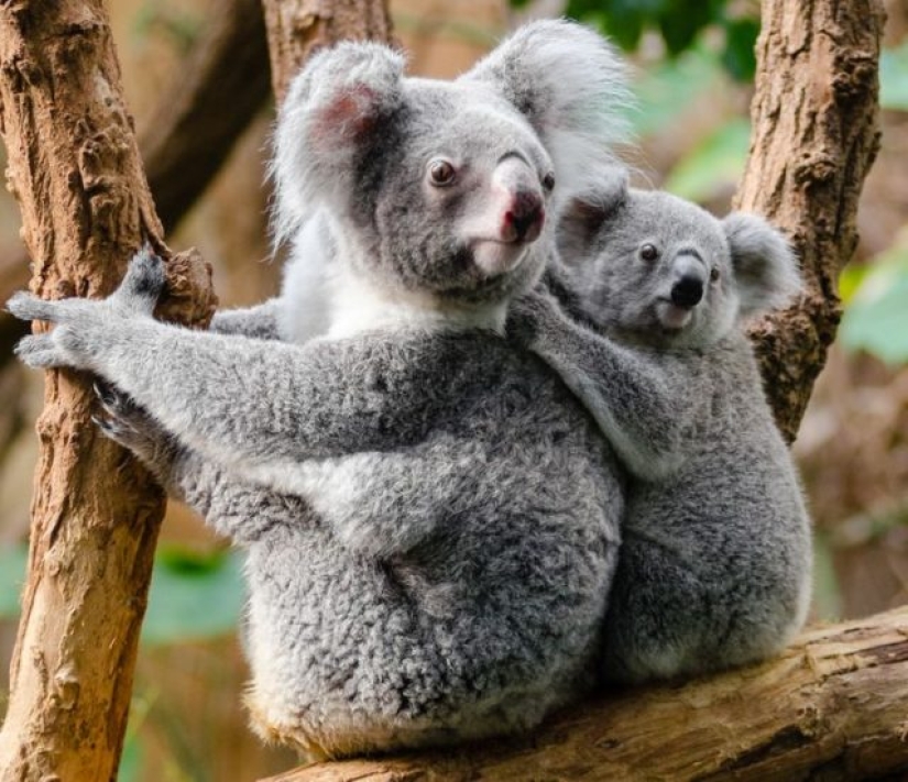 10 Animals Whose Faces Are More Expressive Than Emilia Clarke's Eyebrows 10 Animals Whose Faces Are More Expressive Than Emilia Clarke's Eyebrows