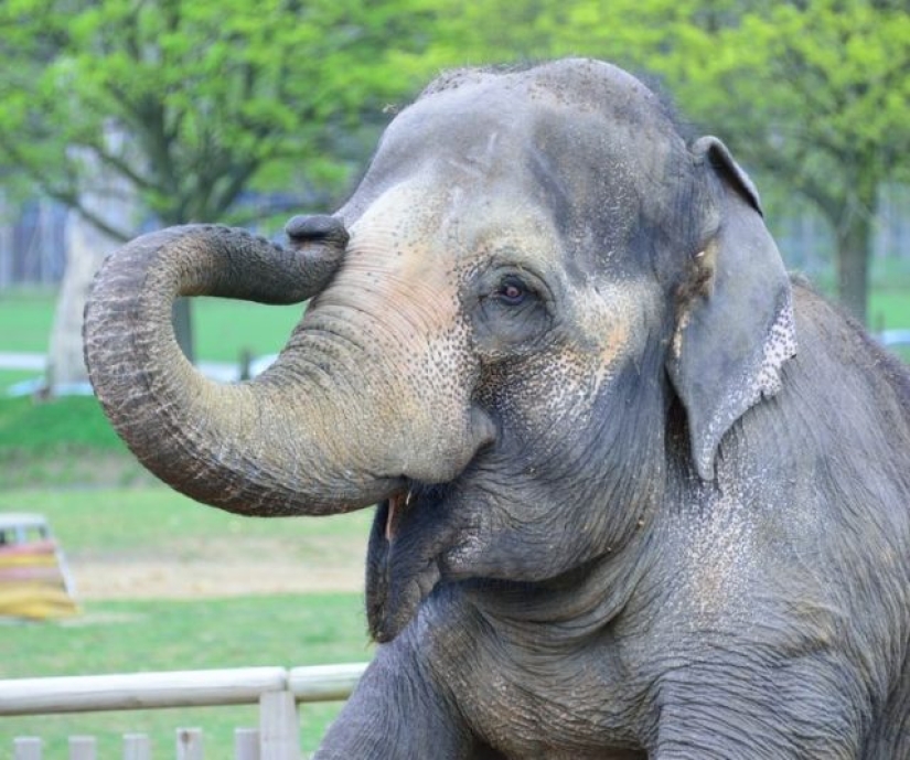 10 Animals Whose Faces Are More Expressive Than Emilia Clarke's Eyebrows 10 Animals Whose Faces Are More Expressive Than Emilia Clarke's Eyebrows