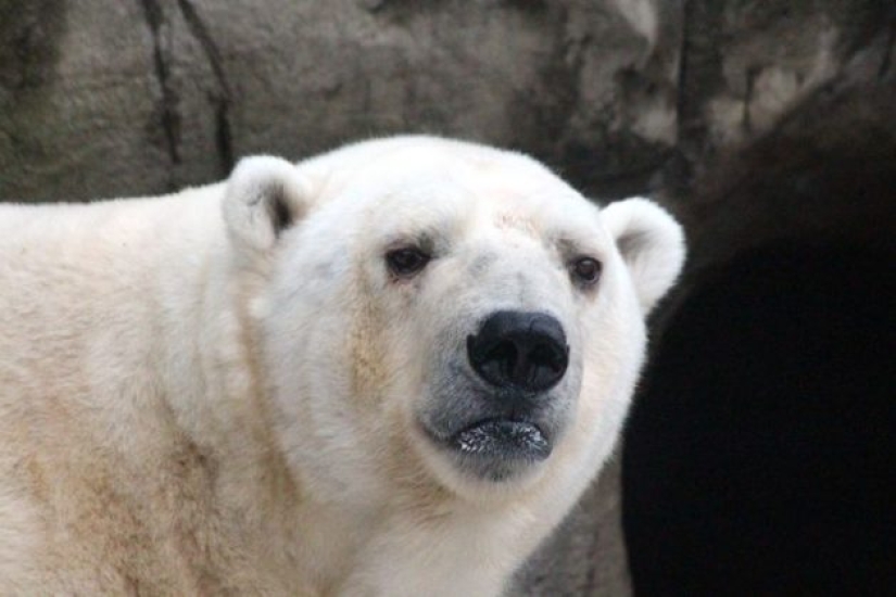 10 Animals Whose Faces Are More Expressive Than Emilia Clarke's Eyebrows 10 Animals Whose Faces Are More Expressive Than Emilia Clarke's Eyebrows