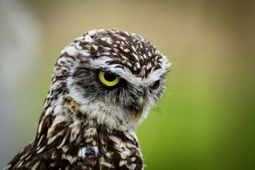 10 Animals Whose Faces Are More Expressive Than Emilia Clarke's Eyebrows 10 Animals Whose Faces Are More Expressive Than Emilia Clarke's Eyebrows
