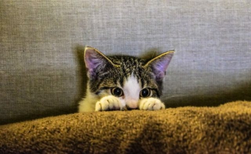 10 Animals Whose Faces Are More Expressive Than Emilia Clarke's Eyebrows 10 Animals Whose Faces Are More Expressive Than Emilia Clarke's Eyebrows