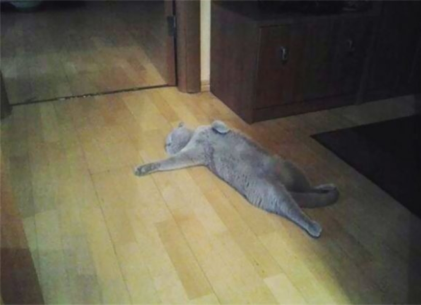 10 Cats Whose Acting Skills Deserve an Oscar