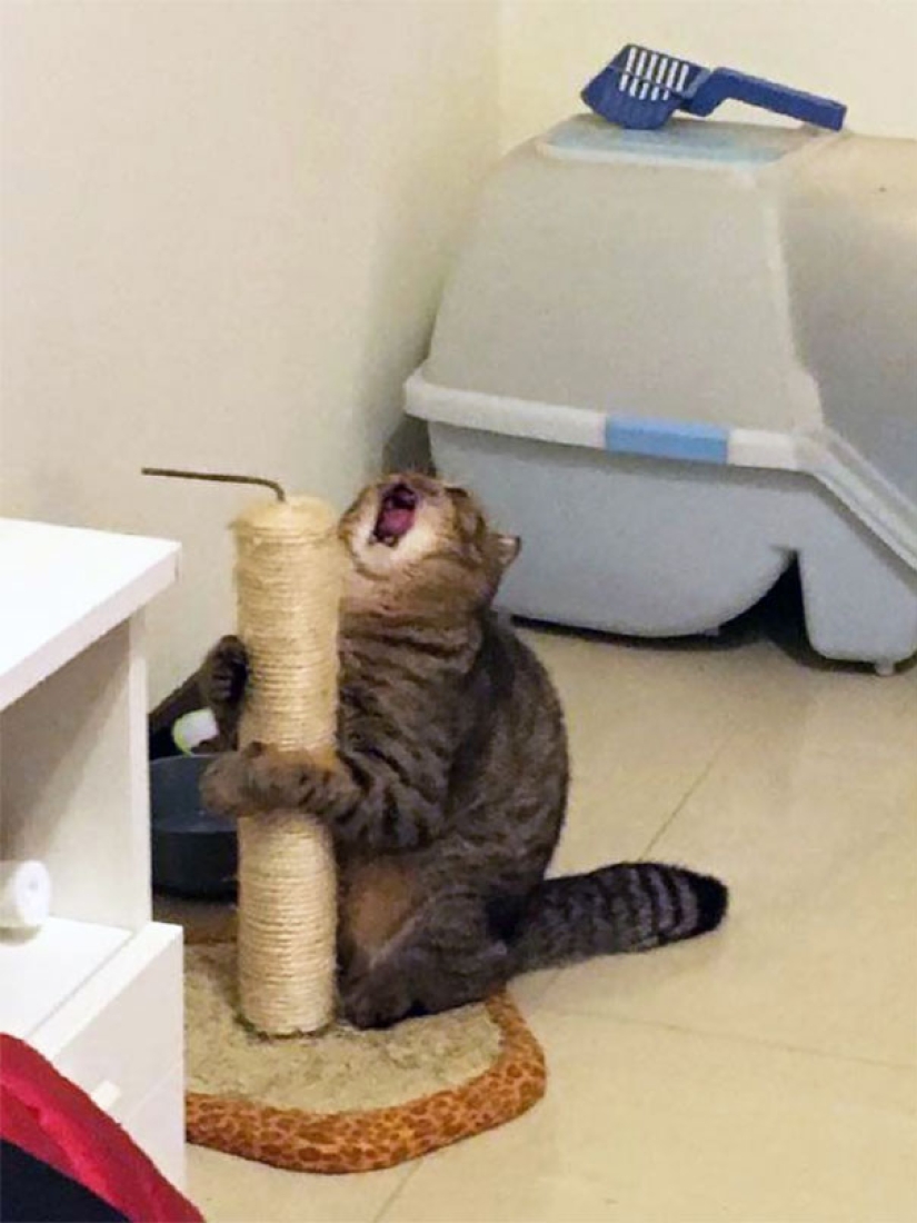 10 Cats Whose Acting Skills Deserve an Oscar