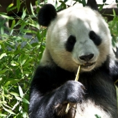 10 cute animals that can kill you