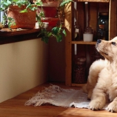 10 Dog Breeds Ideal for an Apartment! 10 Dog Breeds Ideal for an Apartment!