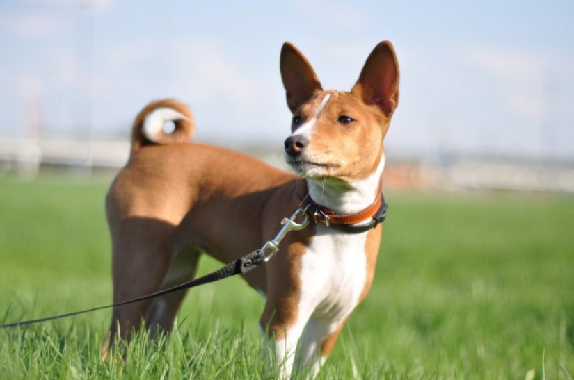 10 Dog Breeds Ideal for an Apartment!