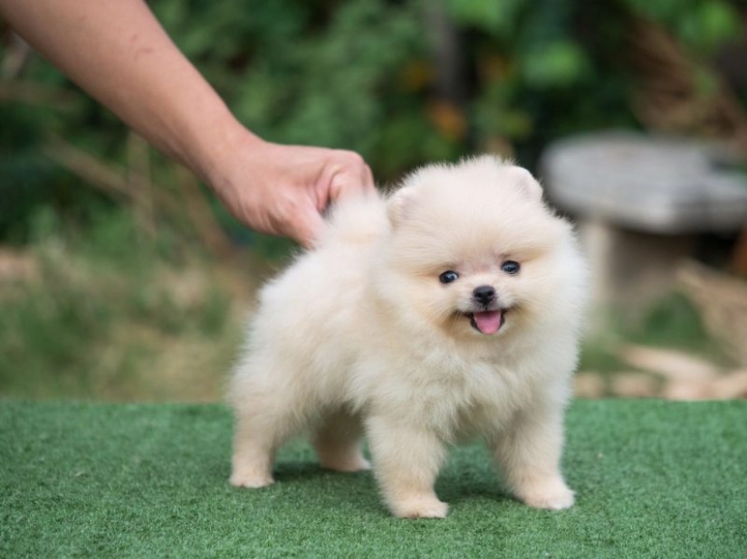 10 Dog Breeds Ideal for an Apartment!