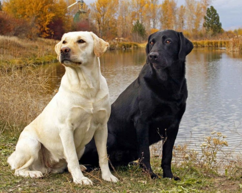 10 Dog Breeds Ideal for an Apartment!