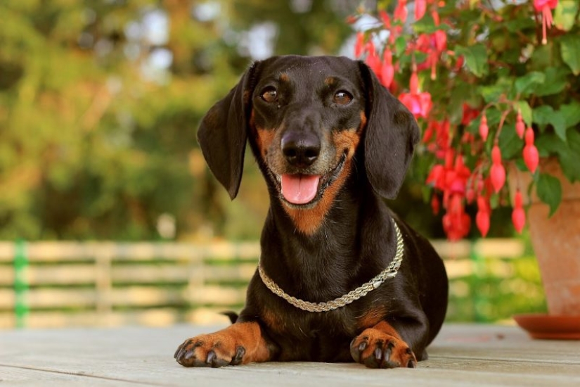 10 Dog Breeds Ideal for an Apartment!