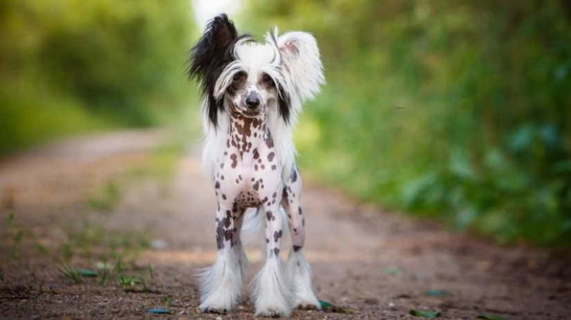 10 Dog Breeds Ideal for an Apartment!