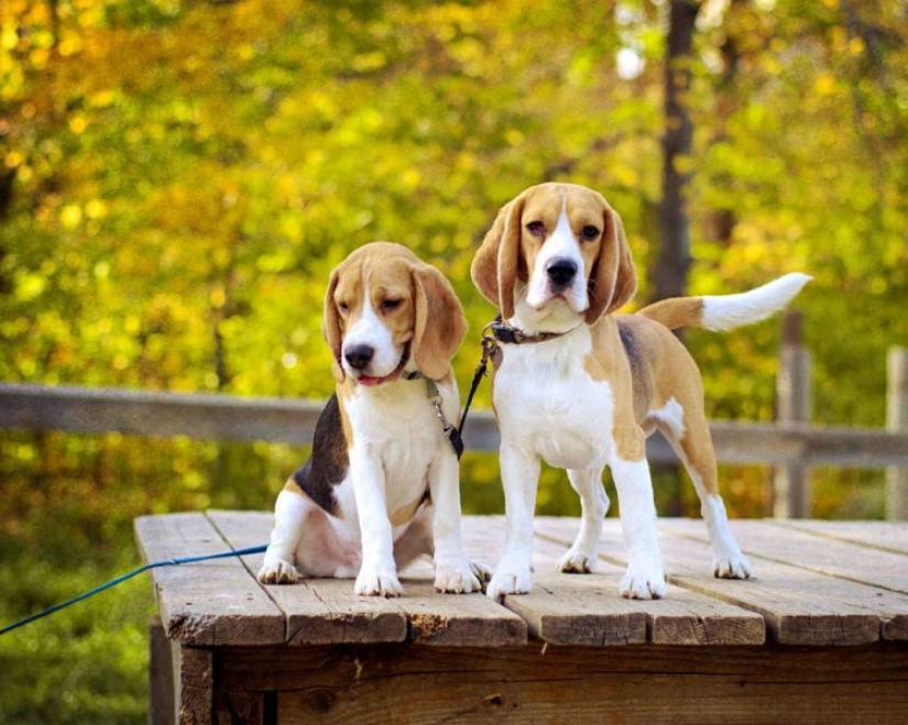 10 Dog Breeds Ideal for an Apartment!