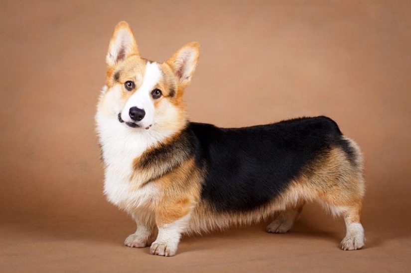 10 Dog Breeds Ideal for an Apartment!