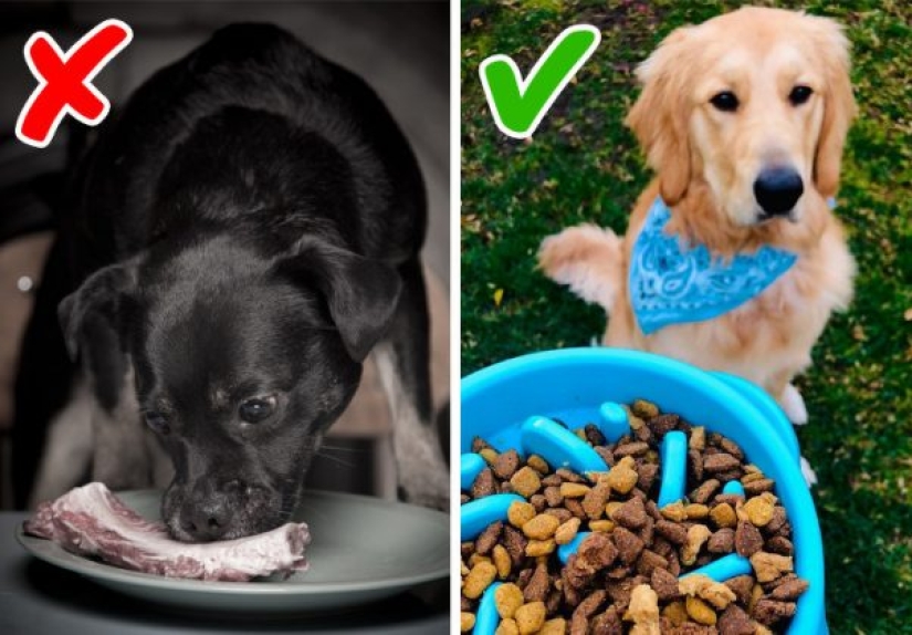 10 dog myths you need to stop believing 10 dog myths you need to stop believing