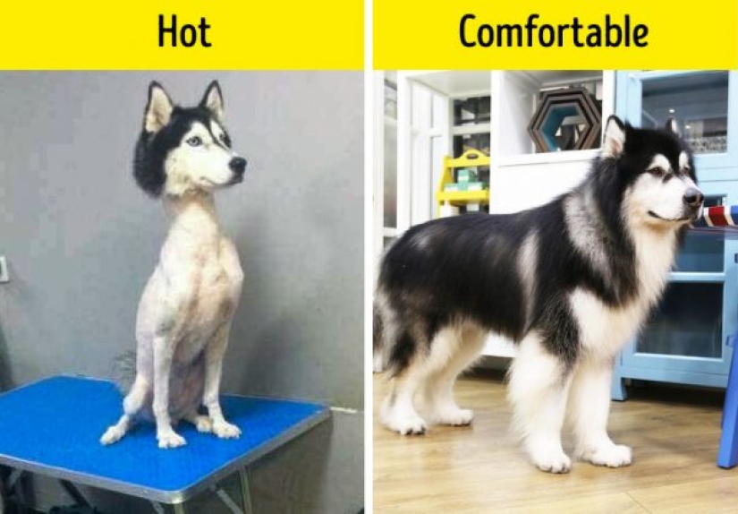 10 dog myths you need to stop believing 10 dog myths you need to stop believing