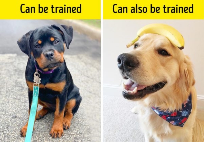 10 dog myths you need to stop believing 10 dog myths you need to stop believing