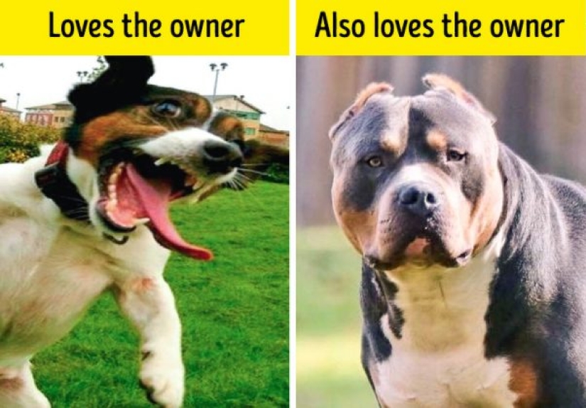 10 dog myths you need to stop believing 10 dog myths you need to stop believing