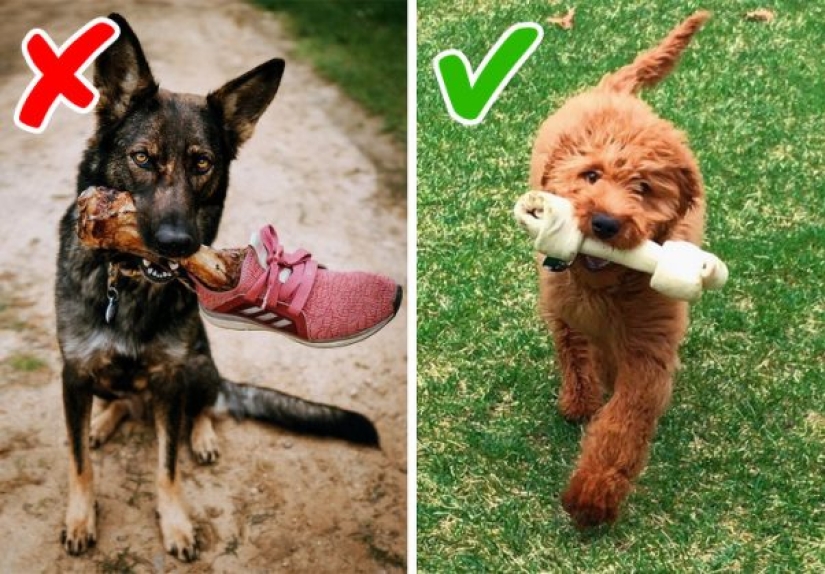 10 dog myths you need to stop believing 10 dog myths you need to stop believing
