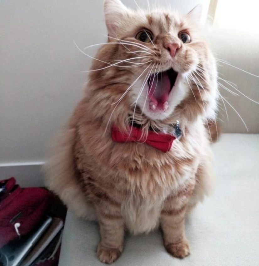 10 Dramatic Animals That Could Outshine Jim Carrey
