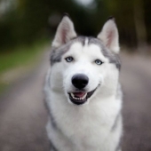 10 Dramatic Animals That Could Outshine Jim Carrey