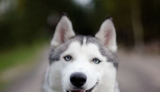 10 Dramatic Animals That Could Outshine Jim Carrey 10 Dramatic Animals That Could Outshine Jim Carrey