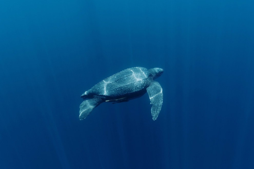 10 especies de animales que se han vuelto el doble de pequeños en 40 años debido a fallas humanas