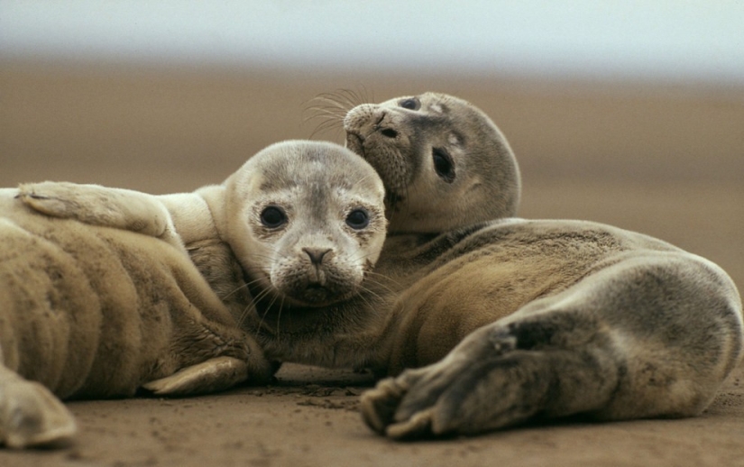 10 especies de animales que se han vuelto el doble de pequeños en 40 años debido a fallas humanas