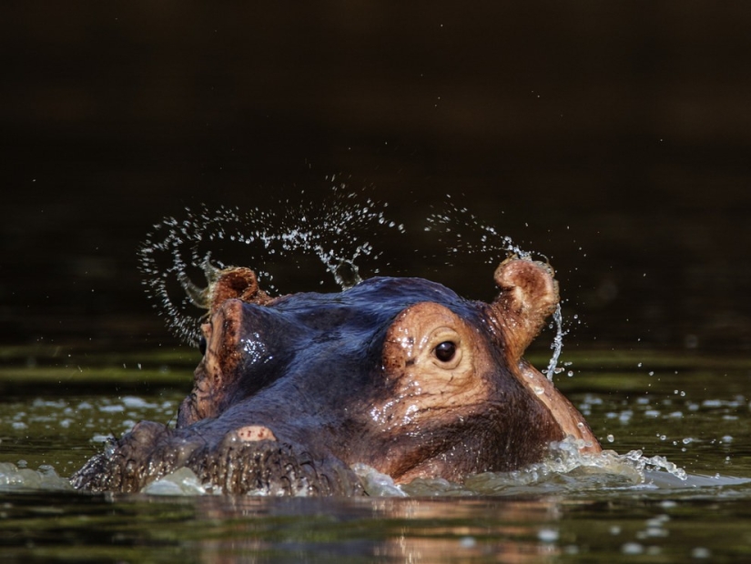 10 especies de animales que se han vuelto el doble de pequeños en 40 años debido a fallas humanas