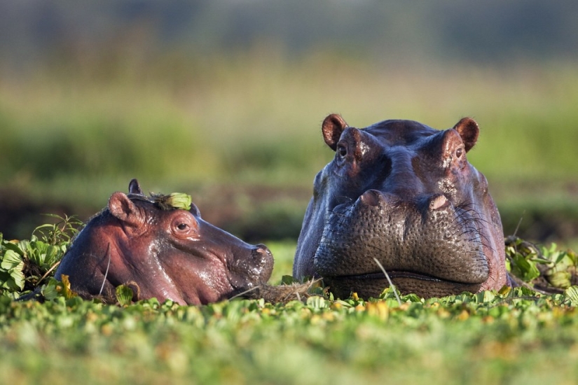 10 especies de animales que se han vuelto el doble de pequeños en 40 años debido a fallas humanas