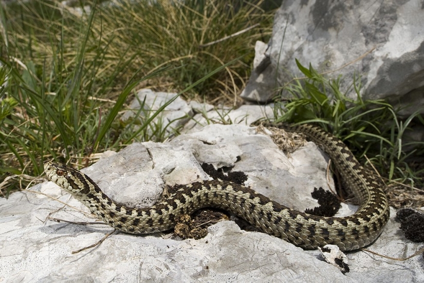 10 especies de animales que se han vuelto el doble de pequeños en 40 años debido a fallas humanas
