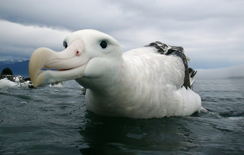 10 especies de animales que se han vuelto el doble de pequeños en 40 años debido a fallas humanas