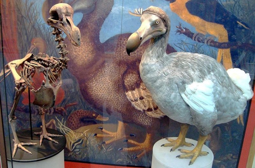 10 especies de animales que fueron exterminados por el hombre