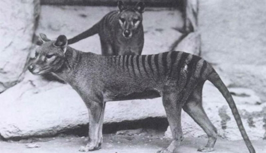 10 especies de animales que fueron exterminados por el hombre