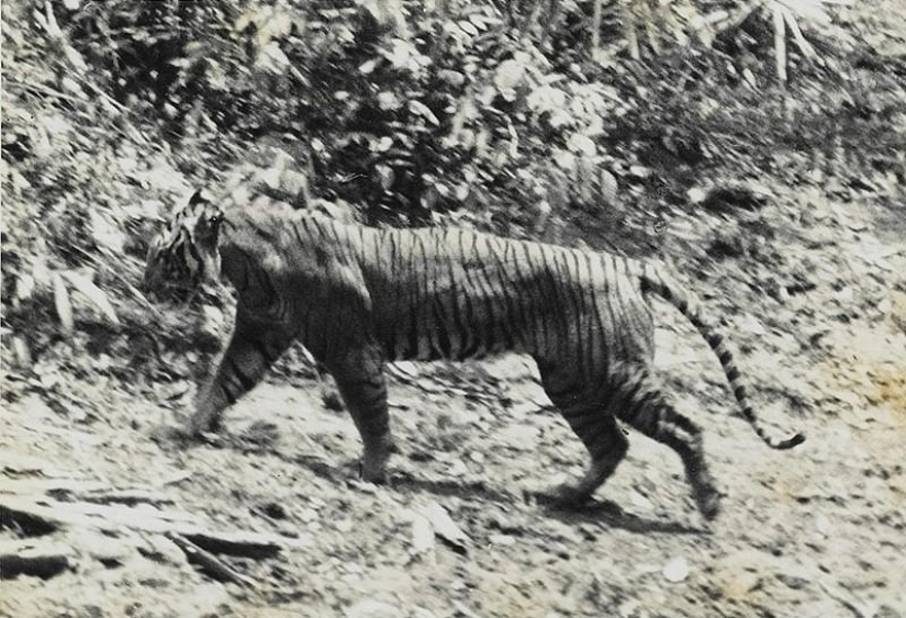 10 especies de animales que fueron exterminados por el hombre
