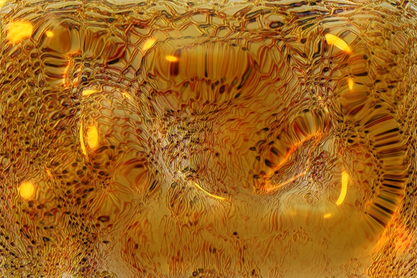 10 facts about sweets 10 facts about sweets