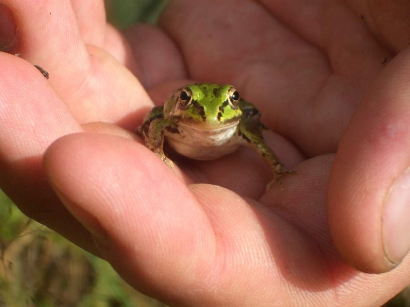 10 False Facts About Animals 10 False Facts About Animals