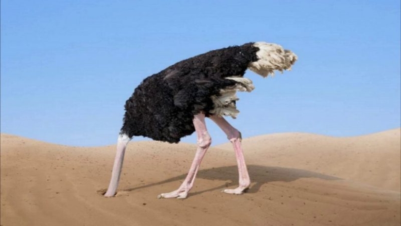 10 False Facts About Animals 10 False Facts About Animals