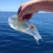 10 fascinating photos of rare things 10 fascinating photos of rare things