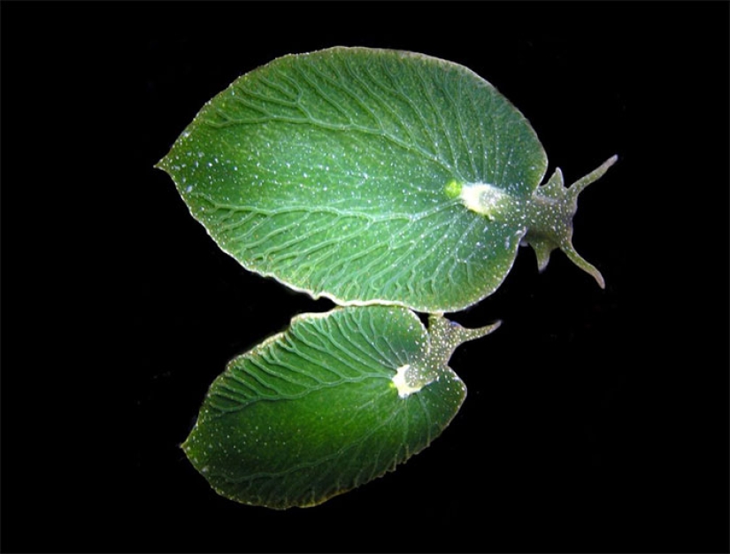 10 fascinating photos of rare things