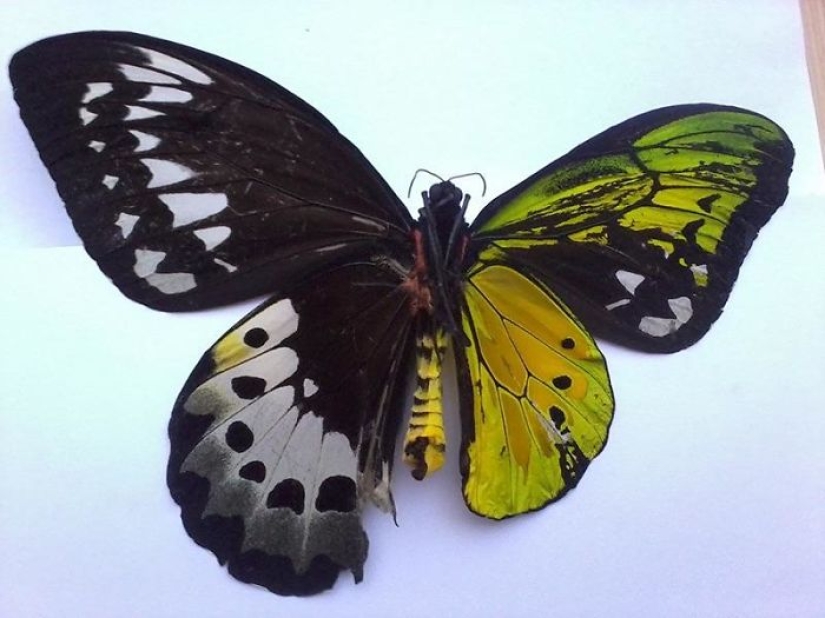 10 fascinating photos of rare things