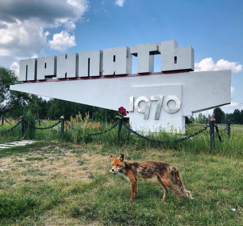 10 fotos de la naturaleza que le ganó la batalla a la civilización en la zona de exclusión alrededor de Chernobyl 10 fotos de la naturaleza que le ganó la batalla a la civilización en la zona de exclusión alrededor de Chernobyl