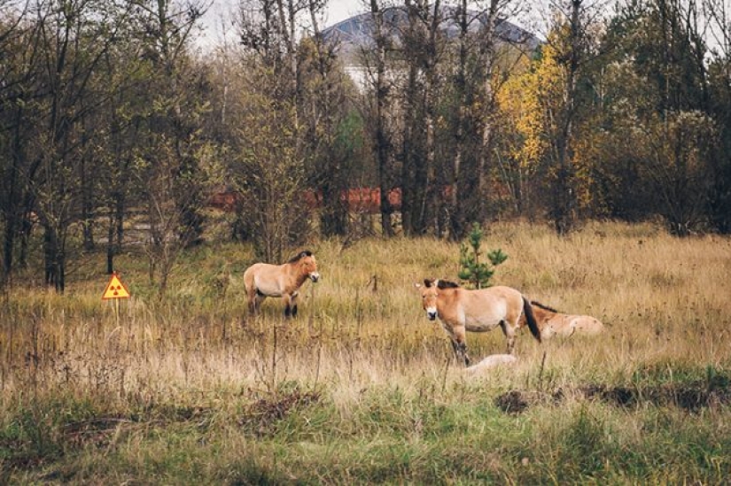 10 fotos de la naturaleza que le ganó la batalla a la civilización en la zona de exclusión alrededor de Chernobyl 10 fotos de la naturaleza que le ganó la batalla a la civilización en la zona de exclusión alrededor de Chernobyl