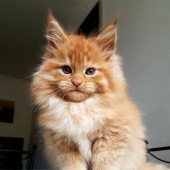 10 fotos que explican por qué Internet se ha vuelto loco con los Maine Coons