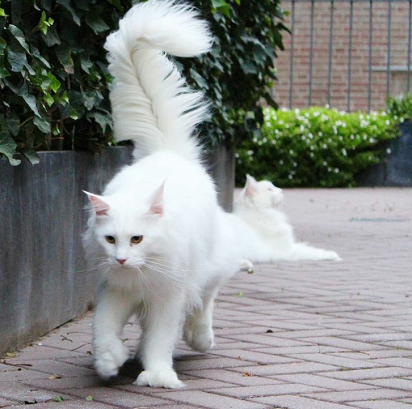 10 fotos que explican por qué Internet se ha vuelto loco con los Maine Coons