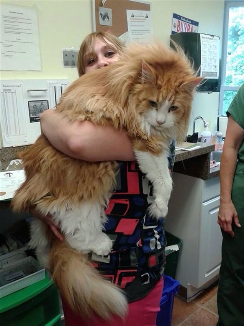 10 fotos que explican por qué Internet se ha vuelto loco con los Maine Coons