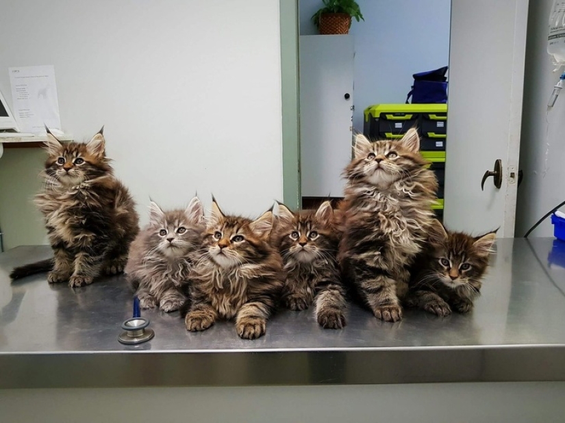 10 fotos que explican por qué Internet se ha vuelto loco con los Maine Coons
