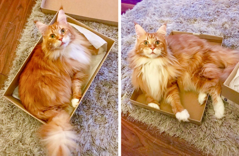 10 fotos que explican por qué Internet se ha vuelto loco con los Maine Coons