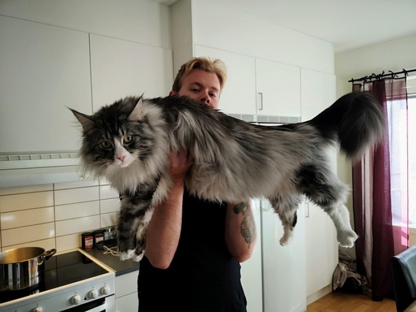 10 fotos que explican por qué Internet se ha vuelto loco con los Maine Coons