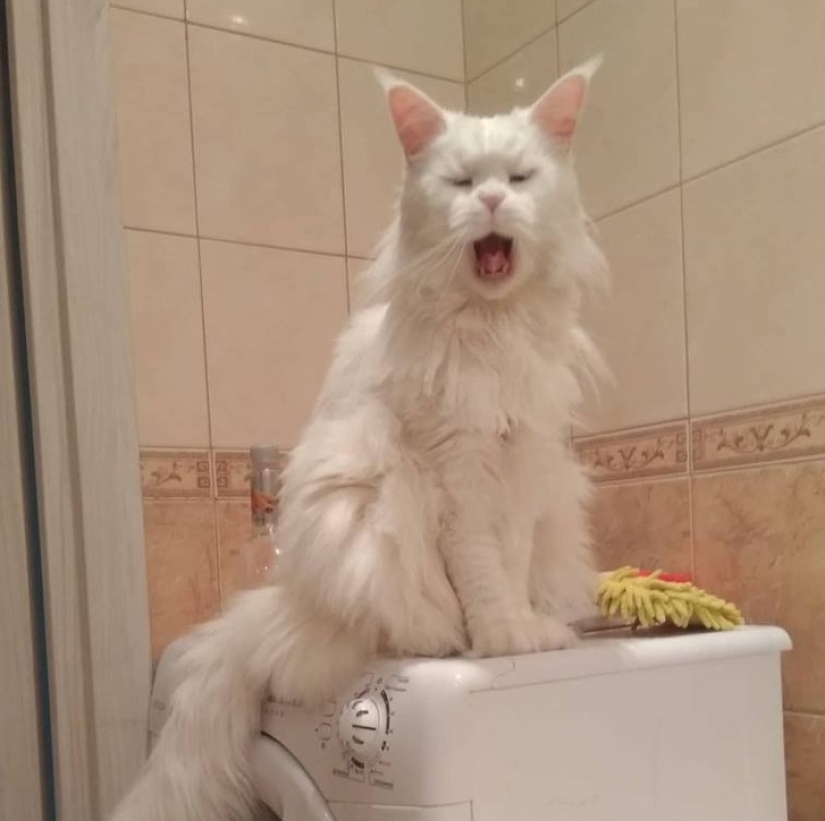 10 fotos que explican por qué Internet se ha vuelto loco con los Maine Coons