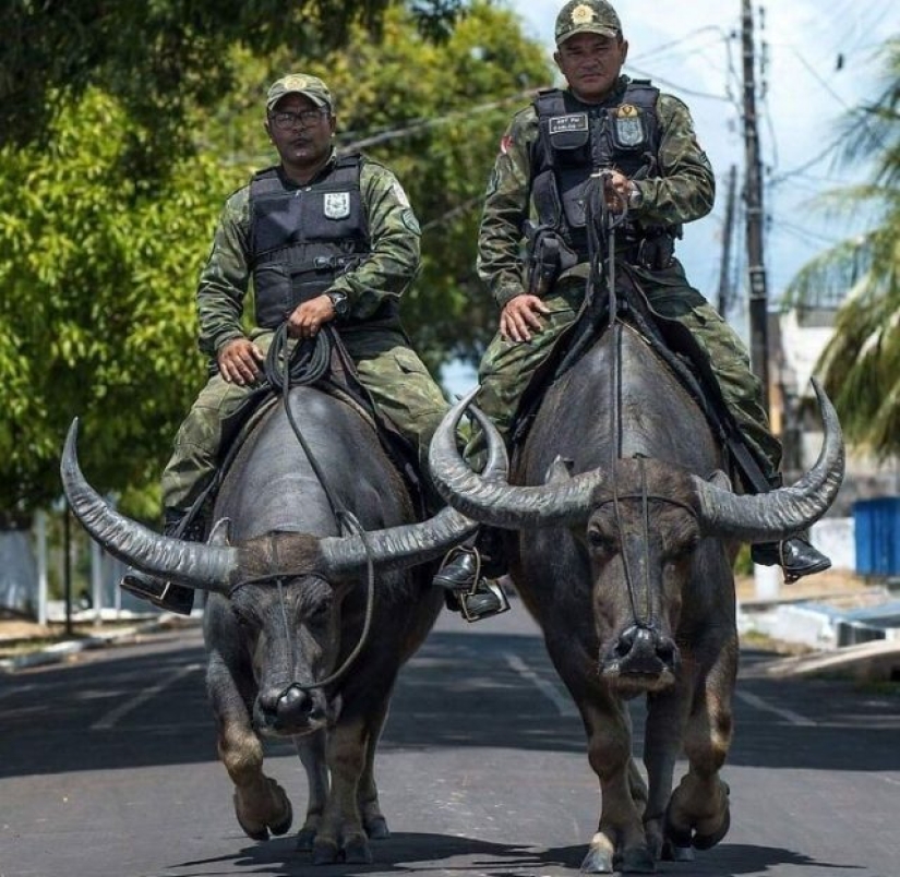 10 fotos que prueban que Brasil es diferente a cualquier otro país