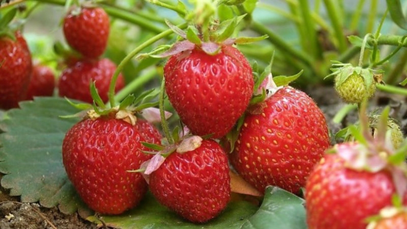 10 increíbles propiedades de las fresas de las que no tenías idea